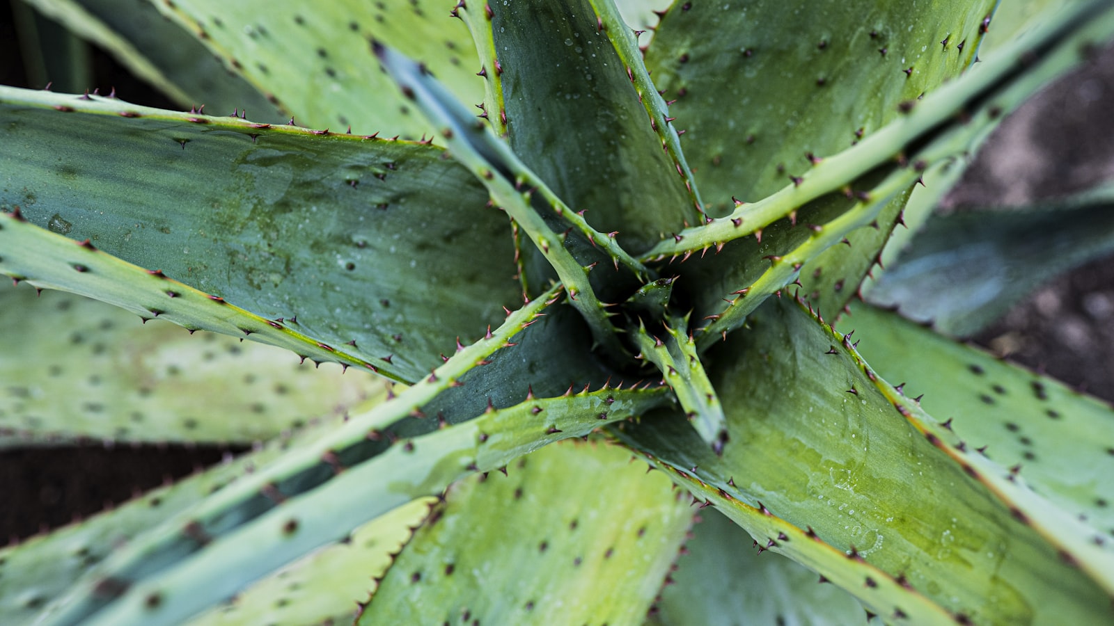 Aloe vera yapraklarının dekoratif yakın planı